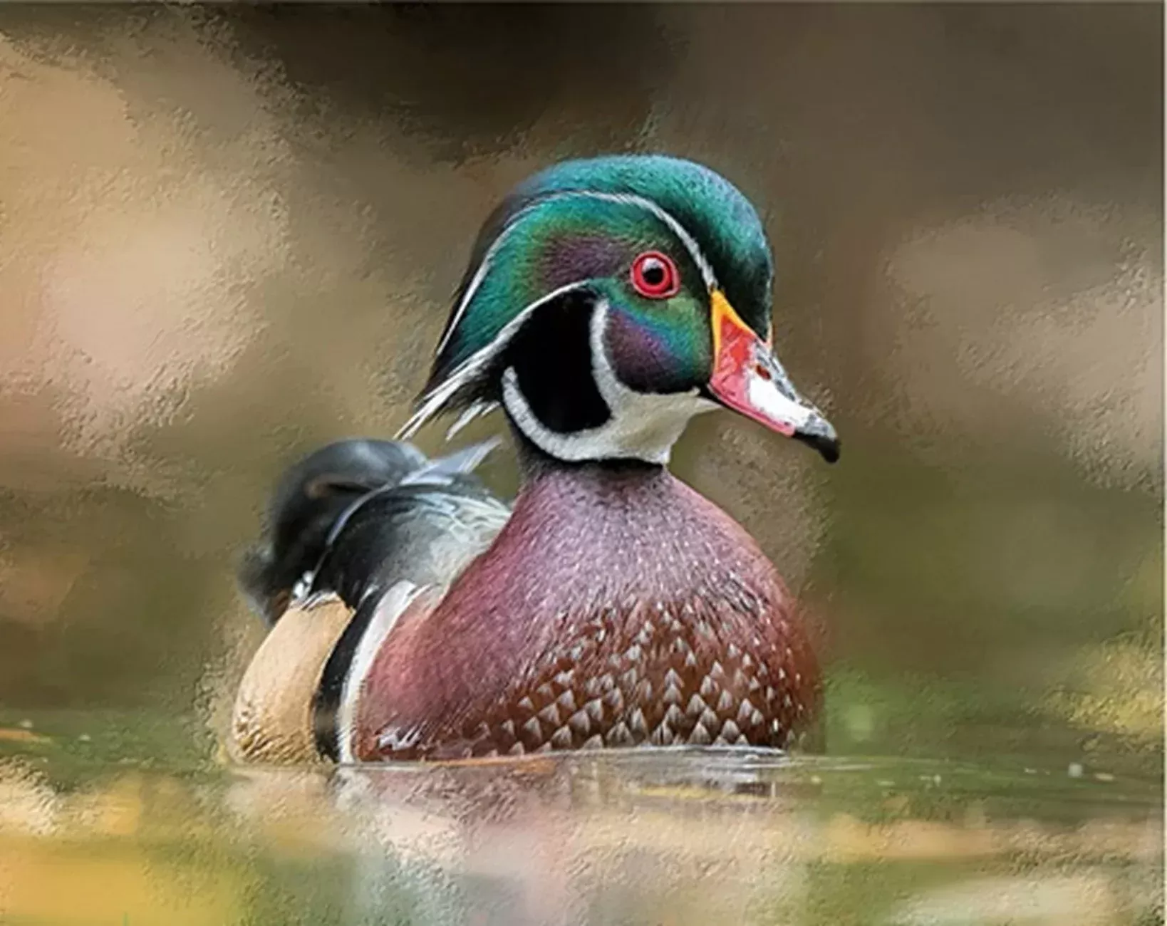 Abstract Wood Duck Panel 20in x 16in
