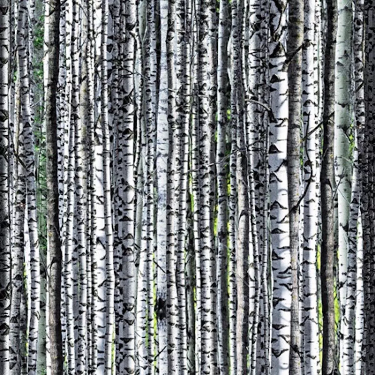 Birch by Hoffman Studio