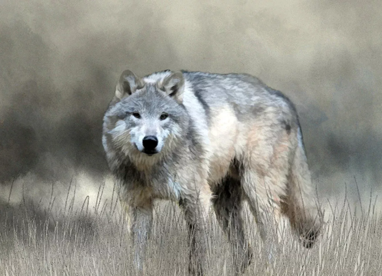 Full View Gray Wolf 21x15.25in Panel